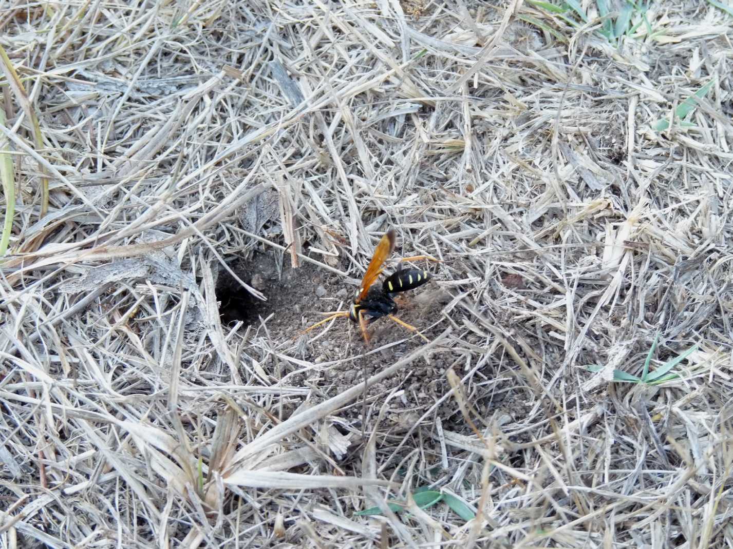 Batozonellus lacerticida con Argiope bruennichi